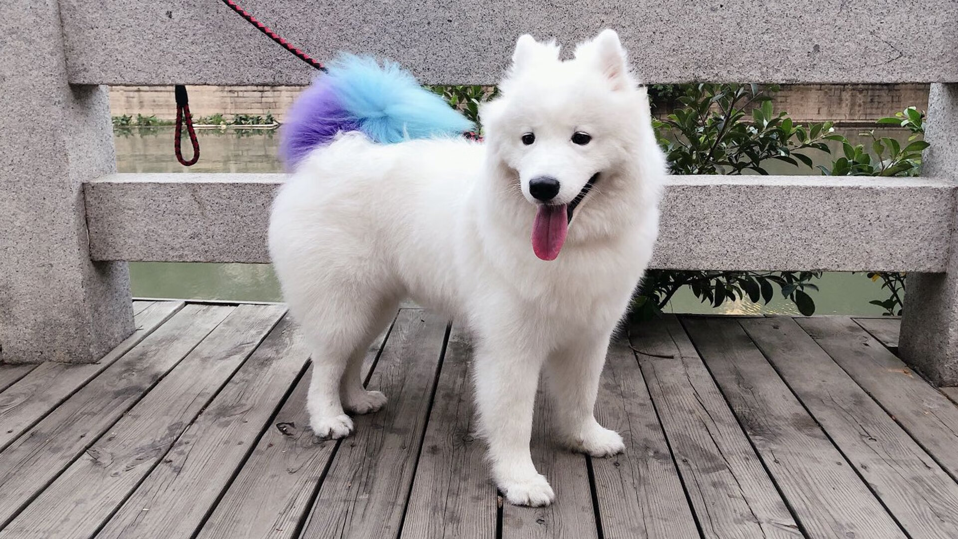 FB体育官方平台-迷你纪录片：一次令人难忘的WRC赛场旅行，wrc游戏视频