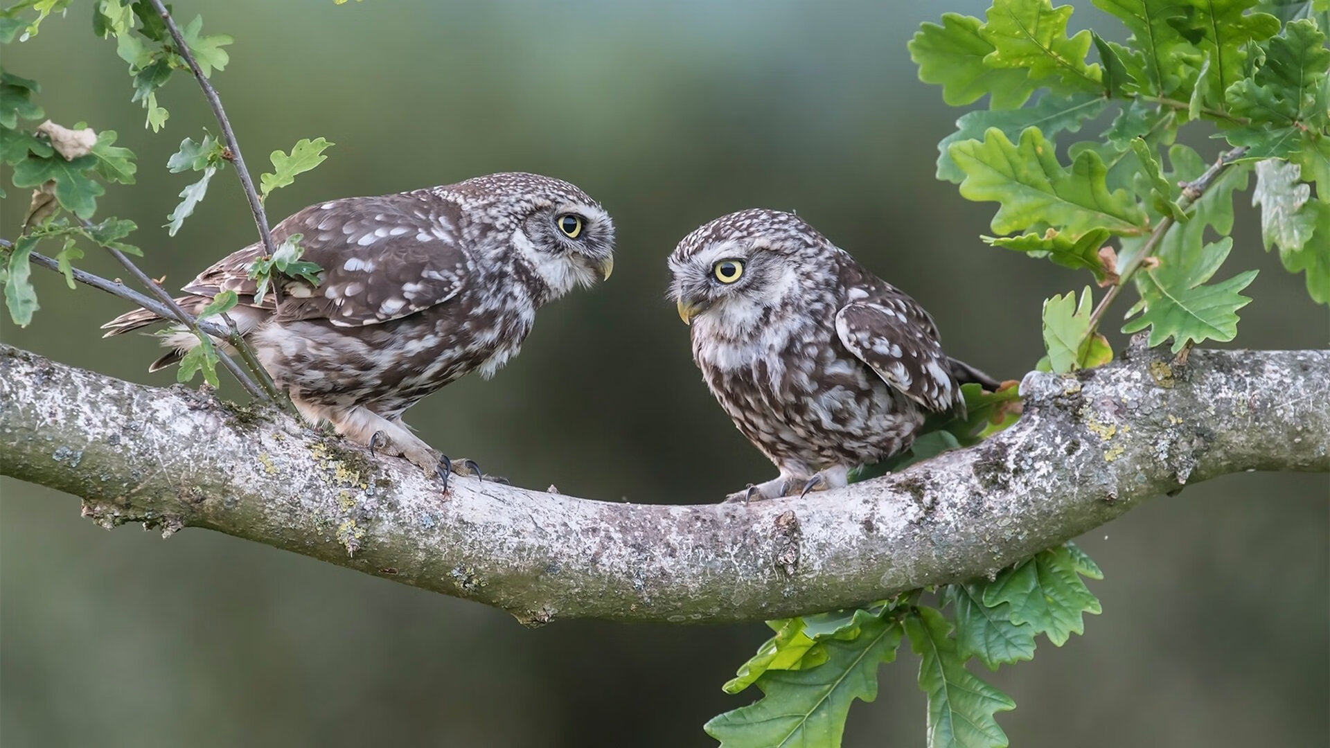 fb体育官网入口-阿森纳力争取胜纽卡斯尔，冲刺冠军，阿森纳力争取胜纽卡斯尔,冲刺冠军是谁