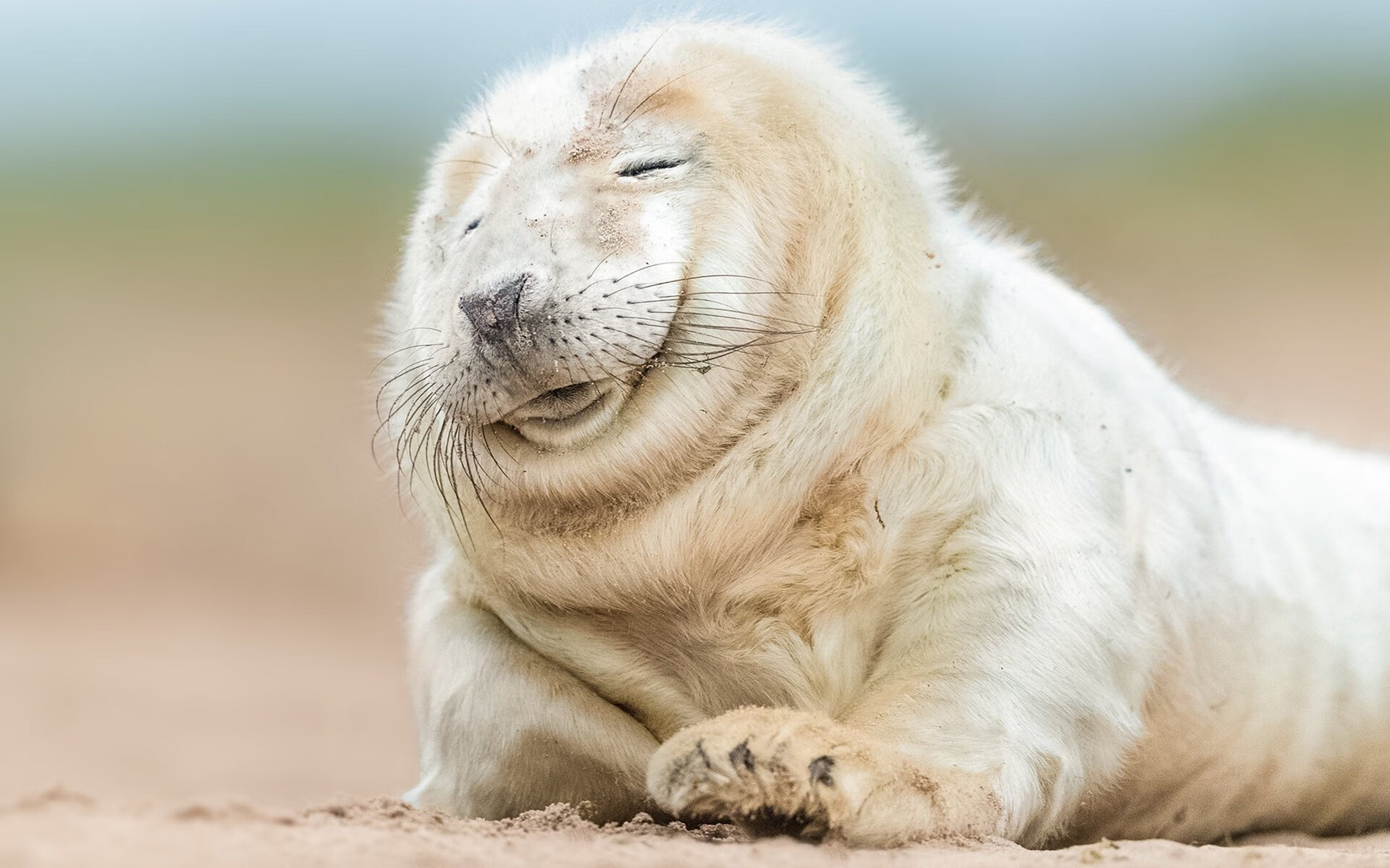 fb体育官网-布莱顿中场层层推进撕裂密集防守，布莱顿主场球衣