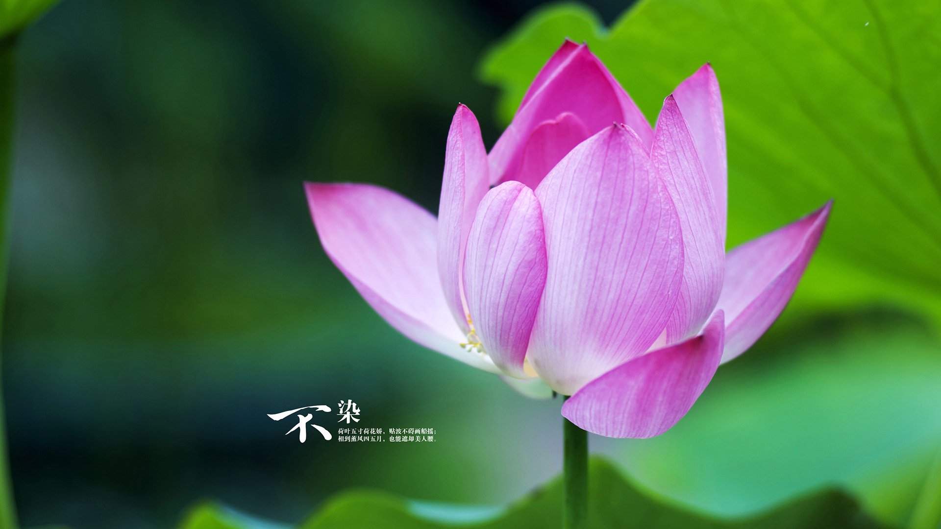 德国男将蛙泳项目稳定输出,德国泳装比赛