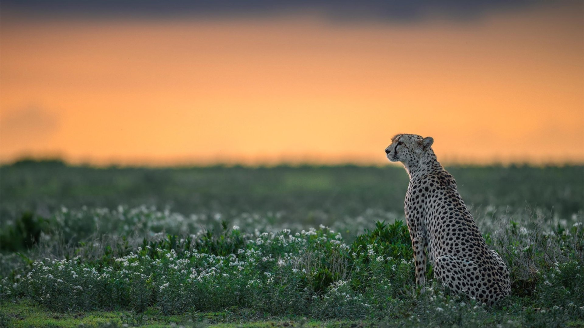 fb体育试玩-全球青少年足球推广项目持续深化，未来足球星光无限，青少年足球论坛