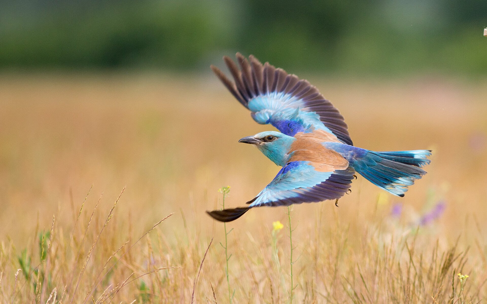 fb体育电竞-科特迪瓦男篮在非洲锦标赛中持续升温，运动影响力巨大，科特迪瓦男篮排名