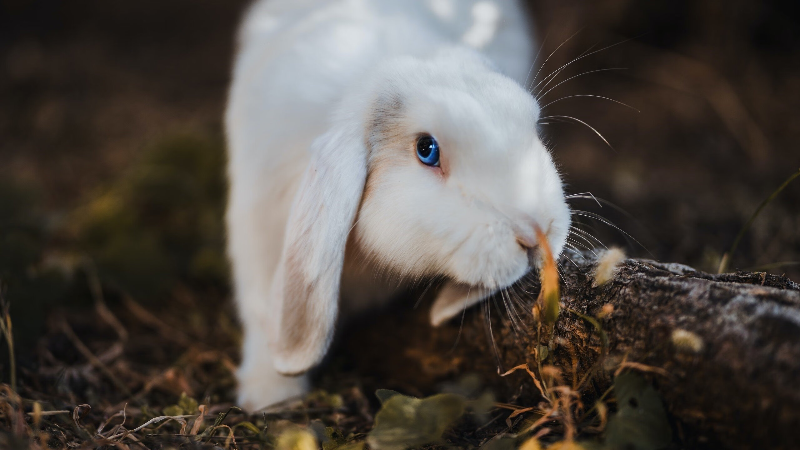 FB体育官方平台-马修·图穆亚的强悍突破与精准传球，让袋鼠队在战术上更具灵活性